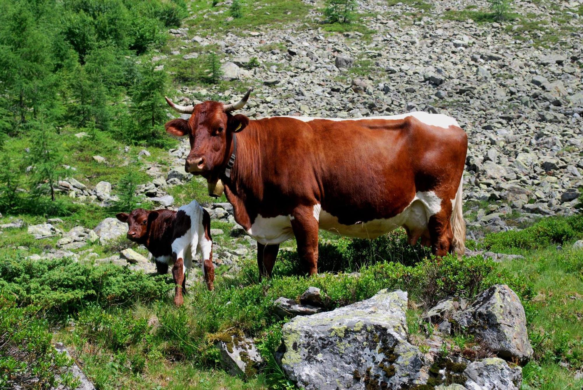 Obergruberhof Schladming